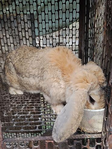 коёндор: Сатам | Ургаачы коен, Эркек коён | Көбөйтүү үчүн — 4