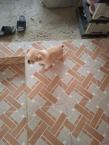 heyvan sahiblendirme: Pekines, 6 ay, Dişi, Peyvəndli, Ödənişli çatdırılma — 2