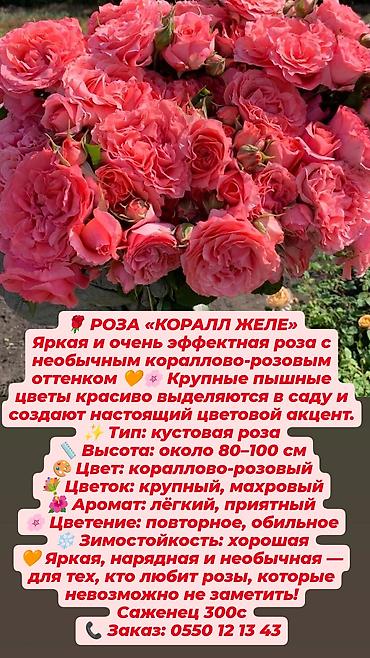 Дёрен Элегантиссима: Кустовые сортовые розы в наличии. Цена за саженец указана на фото — 5