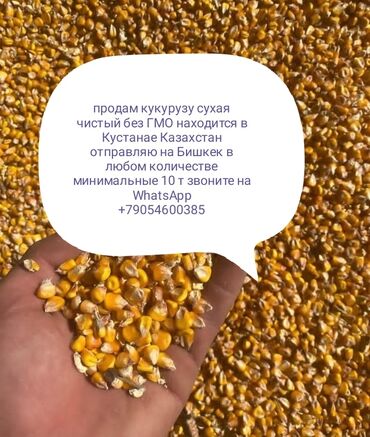 Корма для с/х животных: Наличие и на продажу кукуруза сухая чистая без ГМО доставка в любом