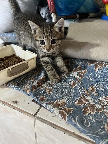 кошка сфинкс с шерстью: Отдам в добрые руки — 8