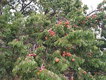 Продажа дач: Продаётся дачный участок/садовый надел с насаждениями. Основные — 5