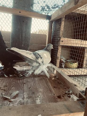 А/ч жаныбарлары үчүн тоюттар: Породистые голуби с косматыми лапами (декоративно-лётная группа). - — 3