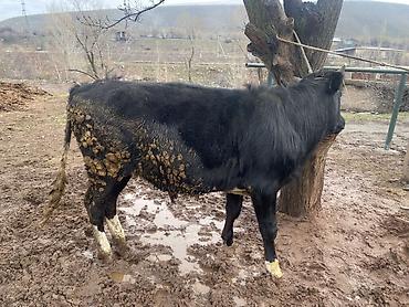 Коровы, быки: Продаю | Бык (самец) | На откорм — 11