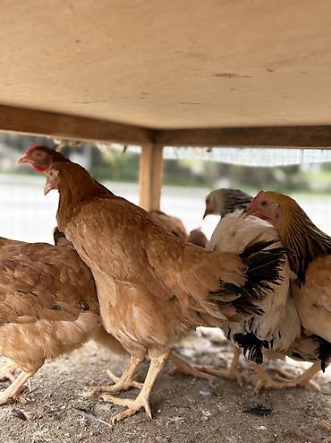 kənd toyuq: Toyuq, Yumurtalıq, Pulsuz çatdırılma, Ödənişli çatdırılma, Rayonlara çatdırılma — 2
