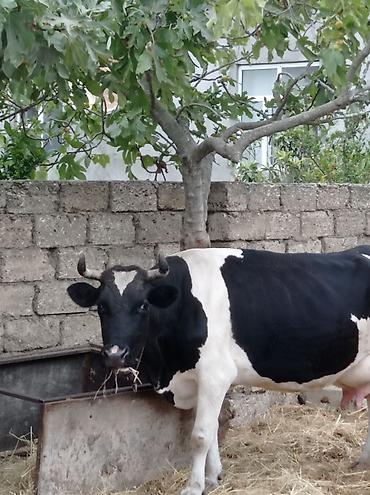 sudluk inəklərin satışı: Təzə doğub 3 qarına balası super heyvandı öz qapı malimdı sudu 20 — 7