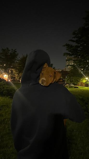 pitbull balaları: Pitbul, 2 ay, Erkək, Peyvəndli, Ünvandan götürmə — 6