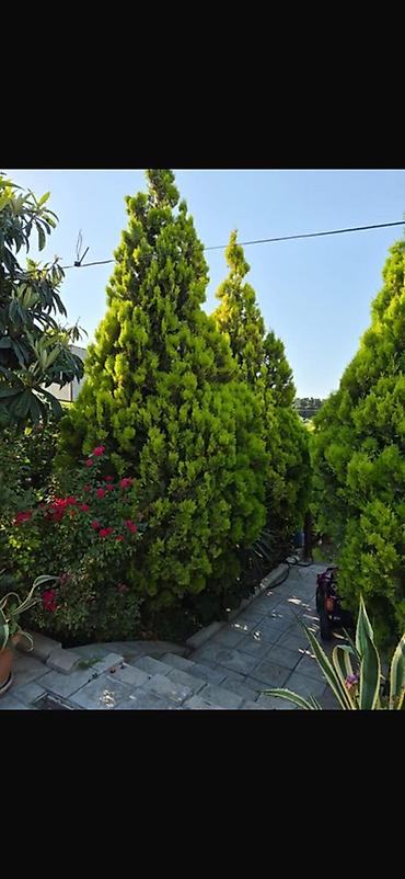 agaclar: Thuja (hündür, konus formalı, parlaq yaşıl iynəyarpaq ağaclar) - — 1