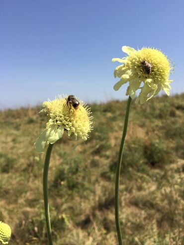 Bal: Kəlbəcər balı – dağ-çiçək və yaylaq balı, həmçinin çökə (linden) balı -da lalafo.az — 23 Bal: Kəlbəcər balı – dağ-çiçək və yaylaq balı, həmçinin çökə (linden) balı — 23