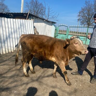 продается квартира в бишкеке: Продаю | Бык (самец)