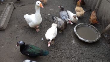 cennet qusu: 3 erkey uc disidir ordekler qaz erkeydi Şəkildə göstərilənlər real