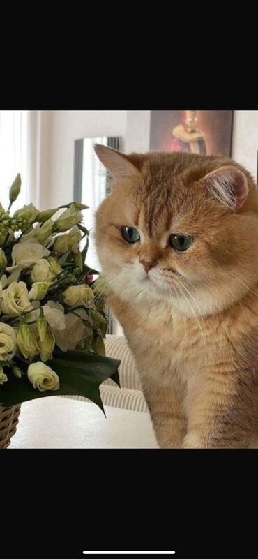 Pişiklər: Şotland yastı qulaq, Erkək, Dişi, Yaxşı əllərə, Ünvandan götürmə, Pulsuz çatdırılma, Ödənişli çatdırılma — 89