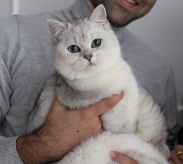 Pişiklər: Britan, Erkək, Cütləşmə üçün -da lalafo.az — 11 Pişiklər: Britan, Erkək, Cütləşmə üçün — 11