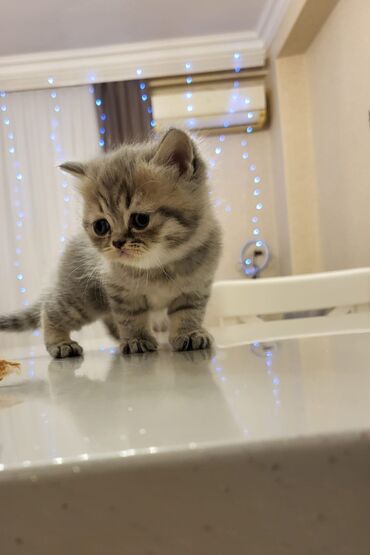 Pişiklər: 200 manatdan başdıyan qiymətlər 1000 manata kimi. Qiymət pişiyin — 2