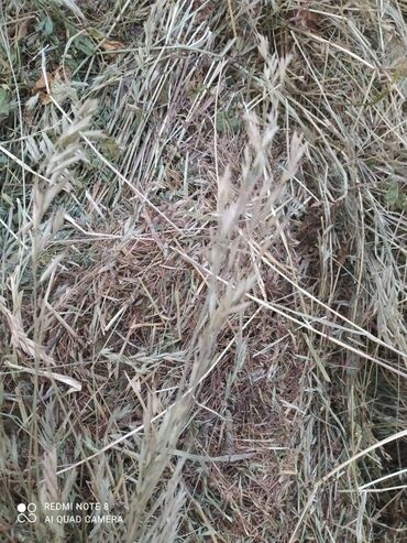 Корма для с/х животных: Сено в тюках - Прессованные прямоугольные тюки, перевязанные — 5