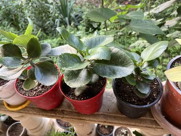 Otaq bitkiləri: Her nov guler var endirimnen verecem Gencedi istiyen yazsin satiş -da lalafo.az — 3 Otaq bitkiləri: Her nov guler var endirimnen verecem Gencedi istiyen yazsin satiş — 3