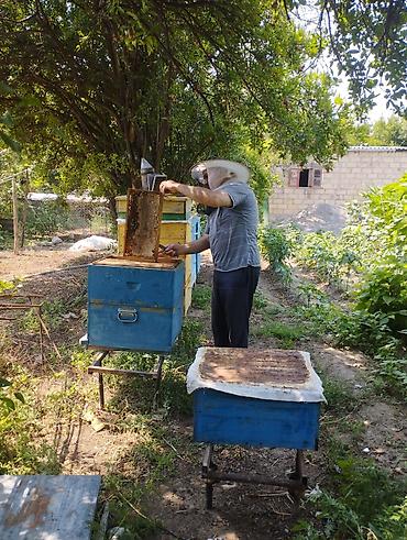 balı: Tam tebii təmiz qara tikan balı ramkası 125 azn — 1