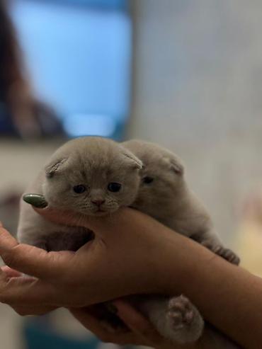 Pişiklər: Temiz şatlan pişiyidi -da lalafo.az — 3 Pişiklər: Temiz şatlan pişiyidi — 3