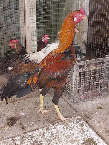 ov iti type 0 per page 40: Heyratı xoruz 1 yaş. 60 m — 3