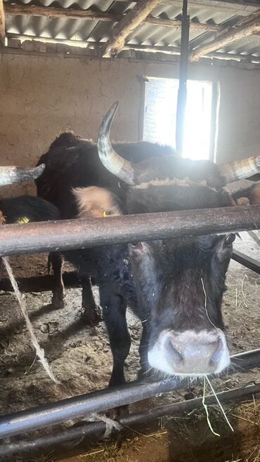 Коровы, быки: Продаю | Корова (самка) | Для разведения | Привязанные — 9
