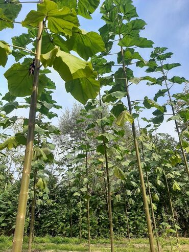 Декоративные деревья: Саженцы деревьев: Павловнии, Платная доставка at lalafo.kg — 10 Декоративные деревья: Саженцы деревьев: Павловнии, Платная доставка — 10