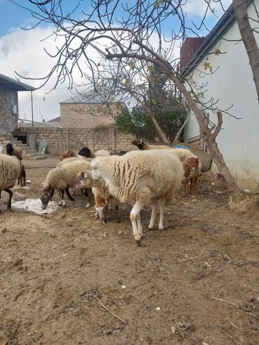 Qoyunlar, qoçlar: Qoyun sürüsü – yerli cinslərin qarışığı - Şəkillərdə kənd həyətində — 7