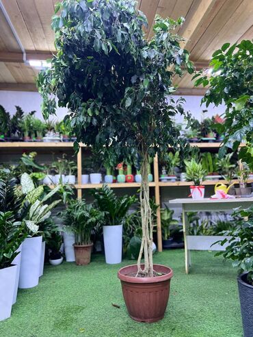 Драцены и Сансевиерии: Драцены и Сансевиерии — 12