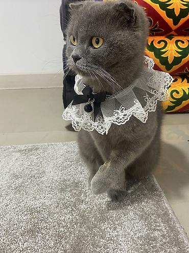 Продажа кошек: Шотландская вислоухая кошка (Scottish Fold), окрас сплошной голубой — 11