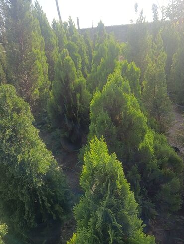 Landşaft işləri: Dekarativ agaclarin satişi çatrlme ekme odenişludir qazon torf — 12