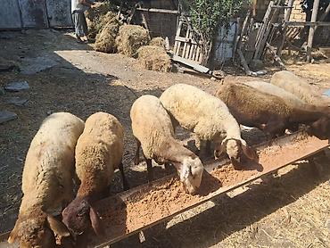 simmental inək cinsi: Qoyunlar – ana sürü üçün - Növ: yerli ətlik-quyruqlu qoyunlar - Say — 5