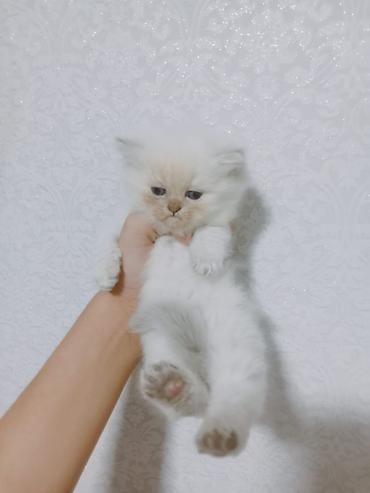 Pişiklər: Şotland, Erkək — 12