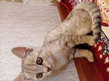 щенки охотничьих собак: Котёнок с короткой густой шерстью кремово-серебристого окраса с