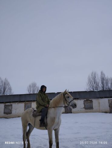 животные лошадь: Продаю | Конь (самец) | Конный спорт