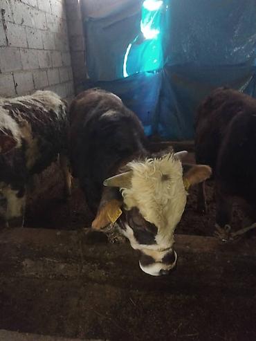 Коровы, быки: Продаю | Бык (самец) | Полукровка | На откорм | Привязанные — 13