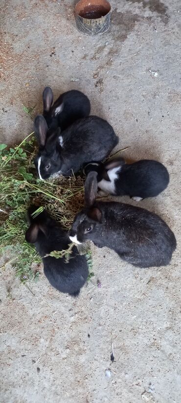 dovşan balalari: Dovsan ailesi satilir ana ata balalari 2 eded boyuk 3 eded bala hamisi