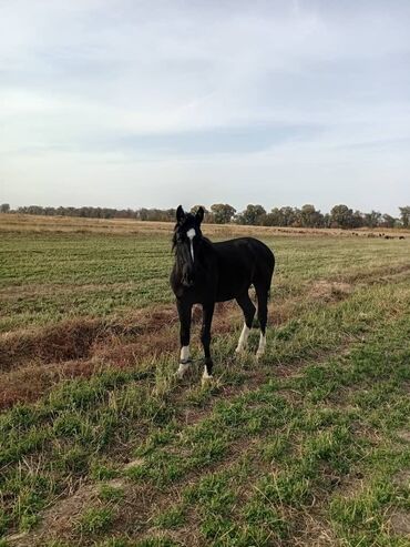 сколько стоит шотландская вислоухая кошка: Продаю | Жеребенок | Для разведения | Племенные
