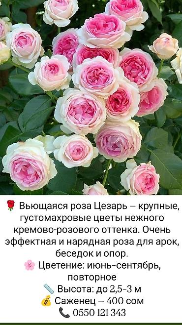 коробки для цветов бишкек: Саженцы Платная доставка — 4