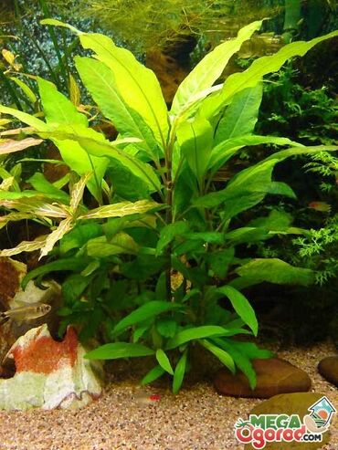 hilba bitkisi nedir v Azərbaycan | DIGƏR OTAQ BITKILƏRI: Limonnik akvarium bitkisi

Аквариум
Лимонник