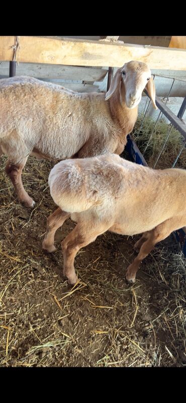 продажа баранов в бишкеке: Продаю | Баран (самец), Ягненок | Арашан | Для разведения