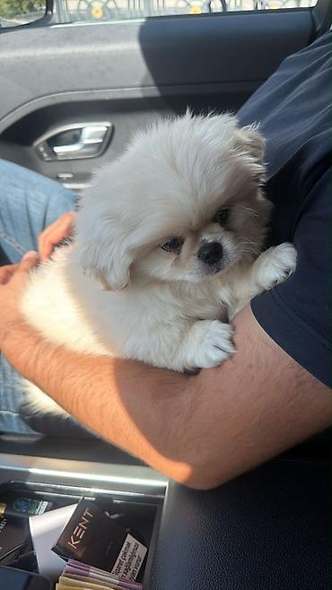 labrador it: Pekines — 3