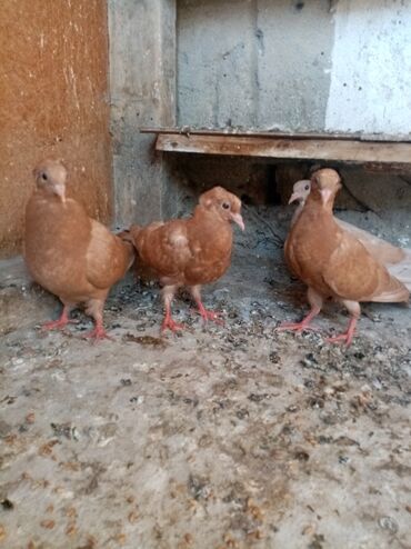 Sari balalar biri 10 manata quslarda Berdedededi