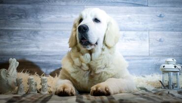 labrador retriver štenci: Registrovana odgajivačnica Lady Sue Goldens s ponosom predstavlja