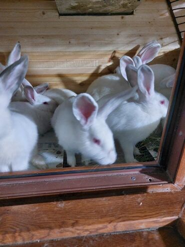 Gəmiricilər: 10azndan - 20azna qədər qiymetler deyişir Diri çəkiləri 1kq -3kq -da lalafo.az — 9 Gəmiricilər: 10azndan - 20azna qədər qiymetler deyişir Diri çəkiləri 1kq -3kq — 9