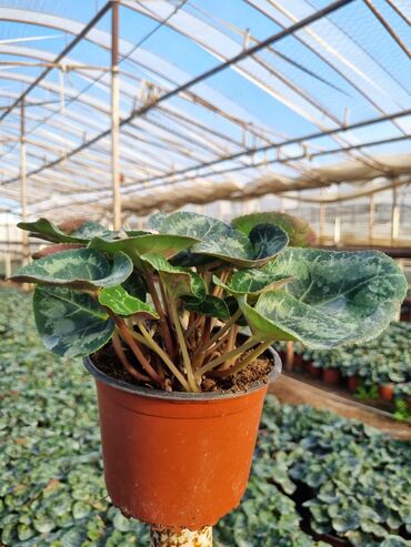 Otaq bitkiləri: 1Gullerin satişi unvanniza odenişli çatrlmada var karistan karpiz — 22