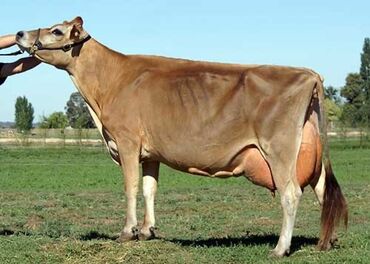 ветеринарные услуги: Искусственное осеменение коров и телок ( Уйларды жасалма жол менен