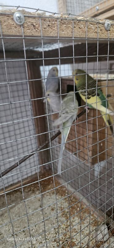 Tutuquşları: Papuqaylar satılır — 8