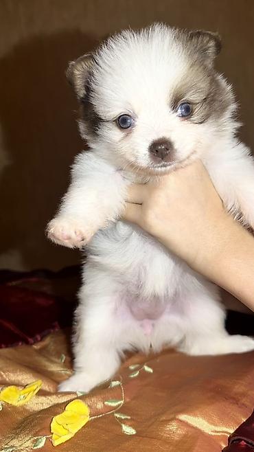 İtlər: Şpitz, 2 ay, Dişi — 12