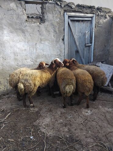 qaz balasi satisi: Salam damazdığ 6 aylığ qoçdar satlır qala cinsi 700