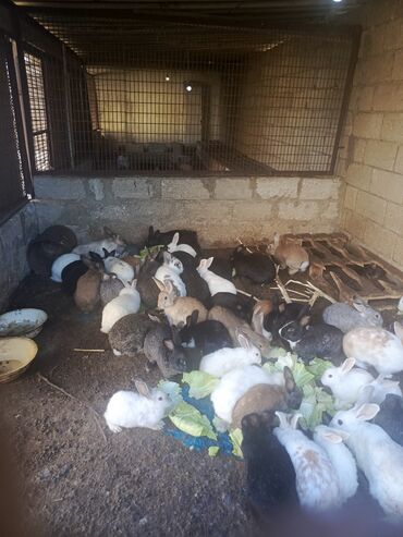 karlık dovsan: Müxtəlif rənglərdə və ölçülərdə dovşanlar. Bu dovşanlar fərqli