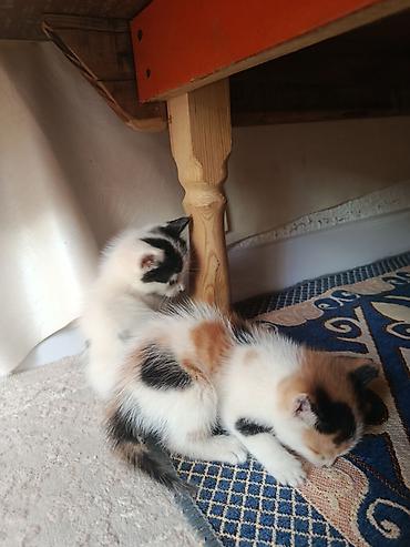 Животные: Котята домашние, короткошёрстные, окрас: белый с чёрными пятнами и — 2